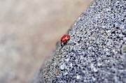 Ladybug Photograph by Thomas Schroeder