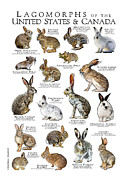 Lagomorphs of the US and Canada Photograph by Roger Hall Lagomorphs of the US and Canada Photograph by Roger Hall