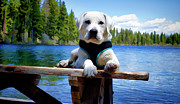 Lakeside Attraction Digital Art by Waterdancer Lakeside Attraction Digital Art by Waterdancer