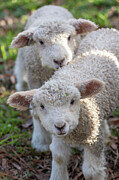 Lambs Photograph by Rachel Morrison