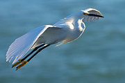 Landing Gear Down Photograph by RD Allen Landing Gear Down Photograph by RD Allen