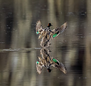 Landing Reflection Photograph by Brian Shoemaker Landing Reflection Photograph by Brian Shoemaker