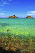 Lanikai Beach Sea Turtle Photograph by Aloha Art