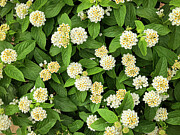 Lantana Photograph by Anorel
