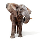 Large African Elephant Ears Out Isolated Photograph by Good Focused