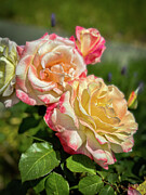 Large Roses Photograph by Leslie Brashear