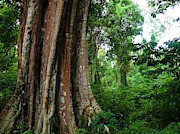 Large tropical tree  Photograph by Robert Bociaga