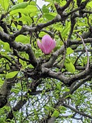 Last Blossom of the Season Photograph by Bentley Davis Last Blossom of the Season Photograph by Bentley Davis