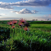 Late Bloomers - 1 of 2 - Prairie Crocus on coulee pasture hilltop after blooming Photograph by Peter Herman