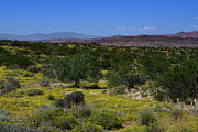 Late Bloomers Near Zion National Park Photograph by Dave Diegelman Late Bloomers Near Zion National Park Photograph by Dave Diegelman
