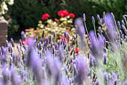 Lavender Garden Photograph by Laura Leatherwood