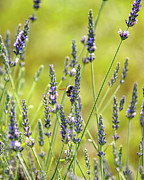 Lavender Pollination Photograph by Kevin Anderson
