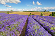 Lavender rows at Snowshill Farm, The Cotswolds, England Photograph by Neale And Judith Clark Lavender rows at Snowshill Farm, The Cotswolds, England Photograph by Neale And Judith Clark