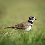 Lawn Ranger Photograph by Douglas Fraser Smith