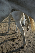 Layers of Mares Photograph by M Kathleen Warren Layers of Mares Photograph by M Kathleen Warren
