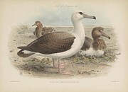 Laysan albatross Phoebastria immutabilis Drawing by Rothschild J G Keulemans Laysan albatross Phoebastria immutabilis Drawing by Rothschild J G Keulemans