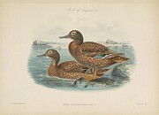 Laysan duck Anas laysanensis Drawing by Rothschild J G Keulemans Laysan duck Anas laysanensis Drawing by Rothschild J G Keulemans