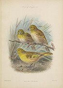 Laysan finch Telespiza cantans Digital Art by Rothschild J G Keulemans Laysan finch Telespiza cantans Digital Art by Rothschild J G Keulemans