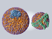 LDL and HDL particles, illustration Drawing by Juan Gaertner/science Photo Library