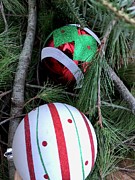 Leafy Ornaments  Photograph by Sue Morris