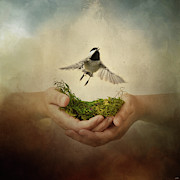 Leap of Faith Chickadee A Bird In The Hand Photograph by Jai Johnson
