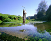 Leaping baby Brown Trout Photograph by Warren Photographic Leaping baby Brown Trout Photograph by Warren Photographic