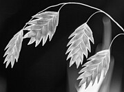 Leaves A Leaning Photograph by Dodie Ross