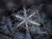 Leaves of ice Photograph by Alexey Kljatov