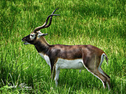Lechwe Photograph by David McKinney Lechwe Photograph by David McKinney