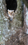 Lecustic Great Horned owl Photograph by Rudy Viereckl Lecustic Great Horned owl Photograph by Rudy Viereckl