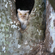 Lecustic, or albino GHO Photograph by Rudy Viereckl