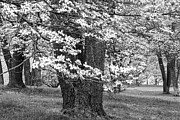 Legend of the Dogwood  Photograph by Marilyn Cornwell