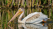 Leisurely Paddle Photograph by Brad Bellisle