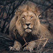 Leo Photograph by Robert Miller Leo Photograph by Robert Miller