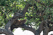 Leopard in the Serengeti Photograph by Ian Stotesbury