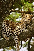 Leopard in Tree, on Safari Photograph by Bonnie Colgan Leopard in Tree, on Safari Photograph by Bonnie Colgan