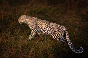 Leopard on the Prowl Photograph by Daniel Fleming