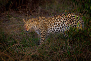 Leopard Sauntering Photograph by Daniel Fleming