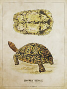 Leopard tortoise Digital Art by Aged Pixel