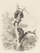 Les Ours, The Bears Drawing by Karl Bodmer