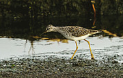 Hunting on the shore Photograph by Greg Croasdill