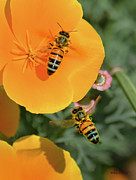 Lessons from Bees Photograph by Brian Tada