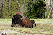 Let Sleeping Bison Lie -- American Bison in Yellowstone National Park, Wyoming Photograph by Darin Volpe Let Sleeping Bison Lie -- American Bison in Yellowstone National Park, Wyoming Photograph by Darin Volpe