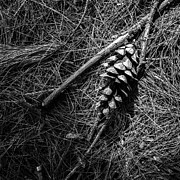 Lewiston Pine Needles 24 Photograph by Bob Orsillo