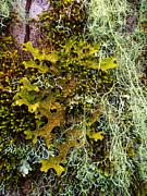 Lichen on a Tree Along the Blue Ridge Parkway Photograph by L Bosco