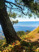 Lick Observatory Photograph by Grey Coopre Lick Observatory Photograph by Grey Coopre