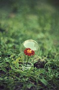 Life Bulb Photograph by Adrian Limani