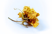 Rose Photograph by Anorel