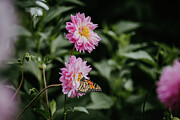 Life of a butterfly Photograph by Nova Rae Life of a butterfly Photograph by Nova Rae