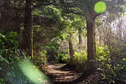 Light Rays Photograph by Cindy Shebley